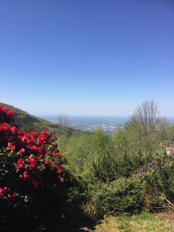 View From The Rock Διαμέρισμα Sasbachwalden Εξωτερικό φωτογραφία